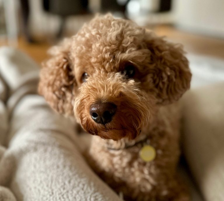 Auf dem Bild ist ein Hund zu sehen